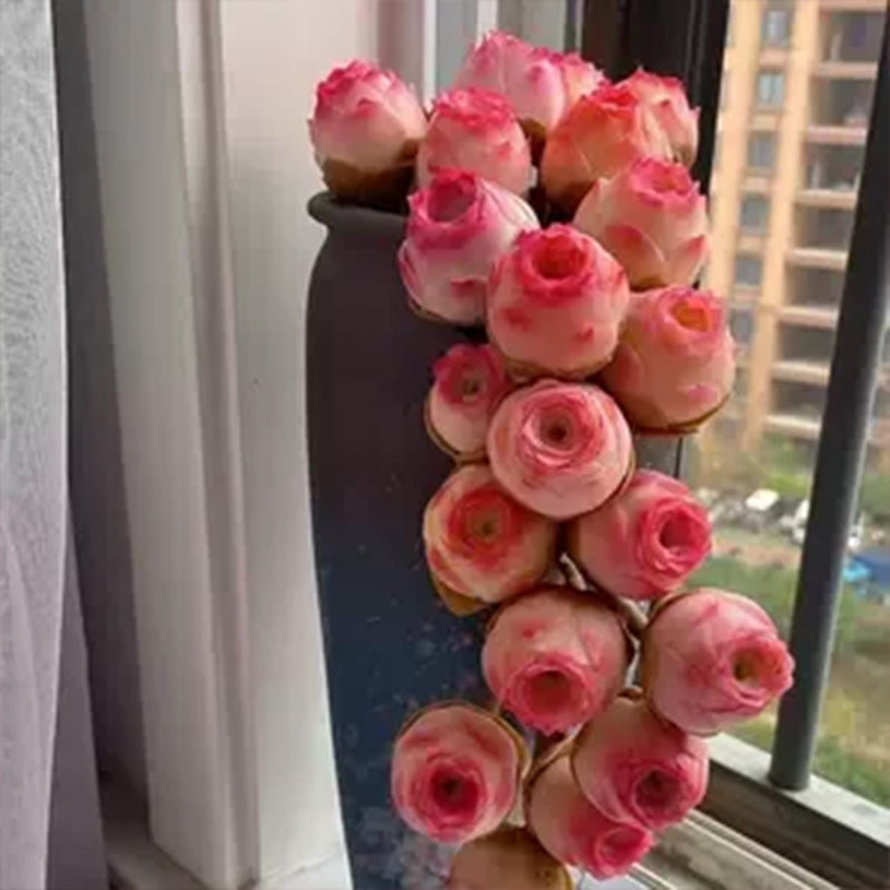 Mountain Rose Seeds - Pink Succulent Larger Packet High Germination 2000-5000 Onsaleseeds