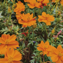 Mix Cosmos Seeds