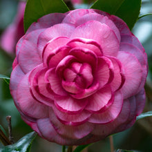 Camellia Seeds