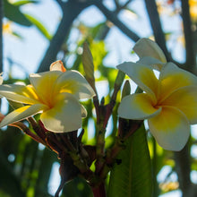 Plumeria Flower Seeds