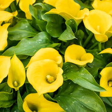 Calla Lily Seeds