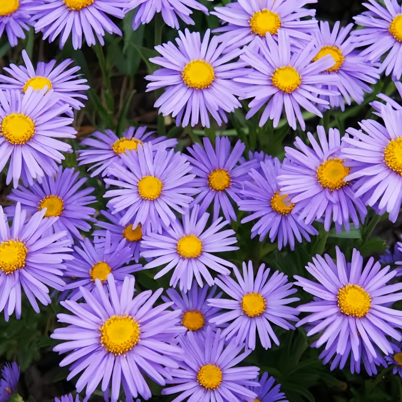 Aster Seeds - Snowy Blue Larger Packet High Germination 4000-10000 Onsaleseeds