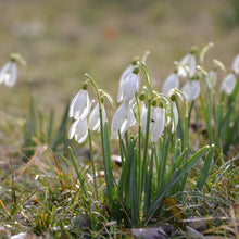 Snowdrop Seeds