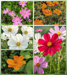 Mix Cosmos Seeds