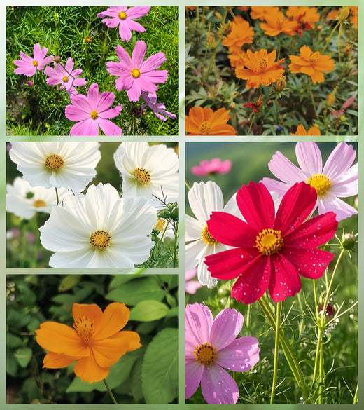 Mix Cosmos Seeds