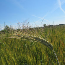 Wheat Seeds