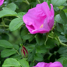 Rugosa Rose Flower Seeds Hardy Fragrant Garden Roses