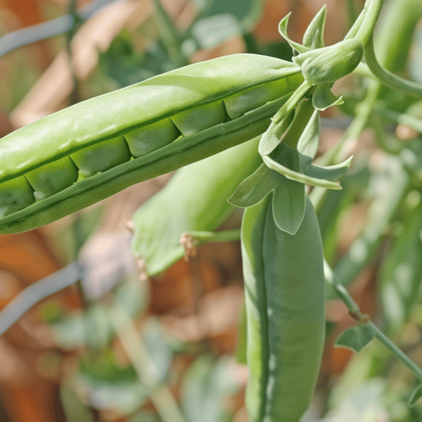 Pea Seeds  up to 50%