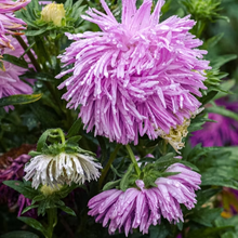 Aster Seeds