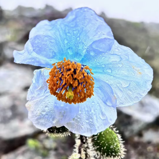Himalayan Blue Poppy Seeds