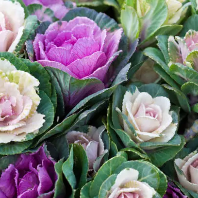 Ornamental Kale seeds up to 50%