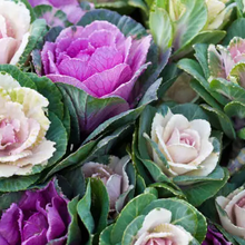 Ornamental Kale Seeds