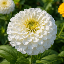 Mix Zinnia Seeds