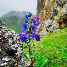 Himalayan Blue Poppy Seeds