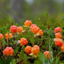 Cloudberry Seeds
