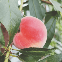 Peach Seeds