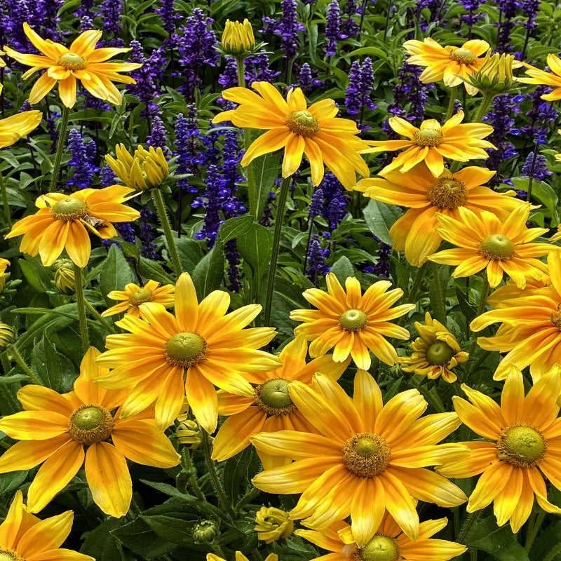 Black Eyed Susan Seeds