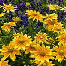 Black Eyed Susan Seeds
