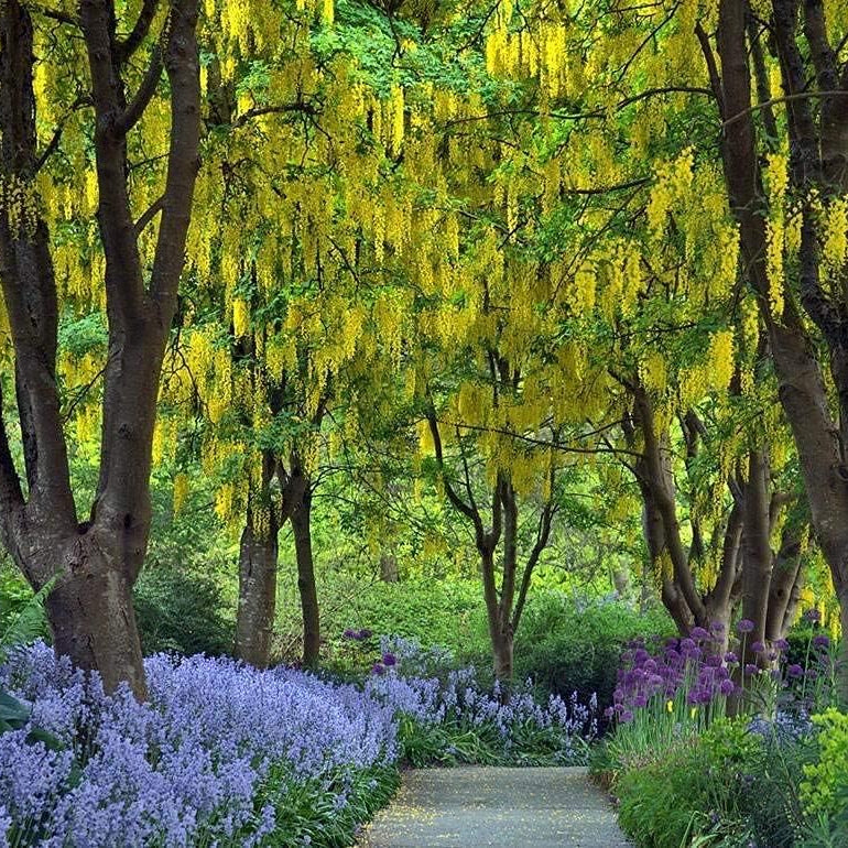 Yellow Laburnum Seeds ¨C up to 50%