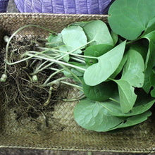 Canadian Wild Ginger Seeds