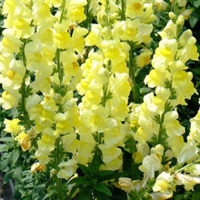 Mixed Snapdragon Flower Seeds