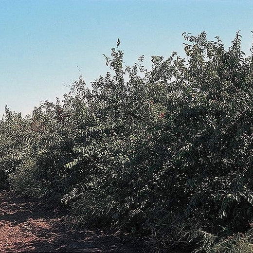 American Wild Plum Seeds
