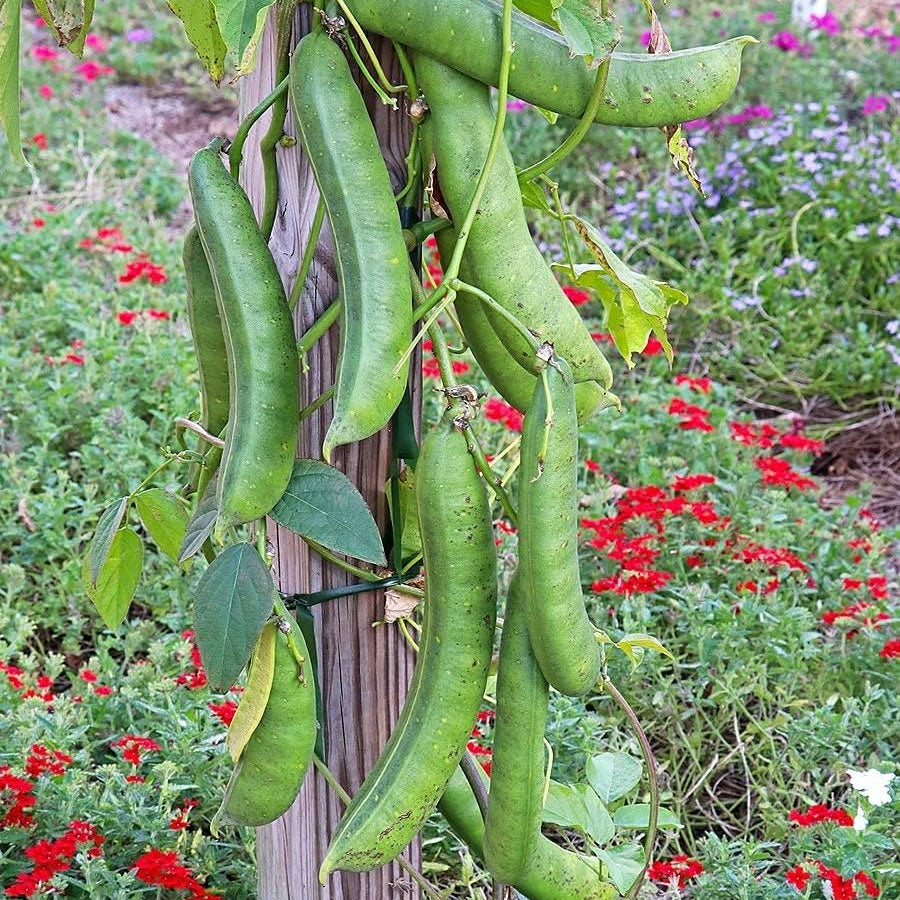 Jack Bean Seeds