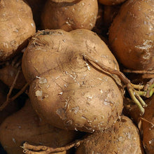 Jicama Yam Bean Seeds
