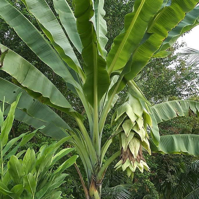 Ensete glaucum（Snow Banana）seeds up to 50%