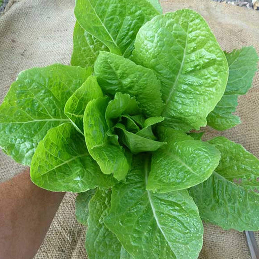 Jericho Lettuce Seeds