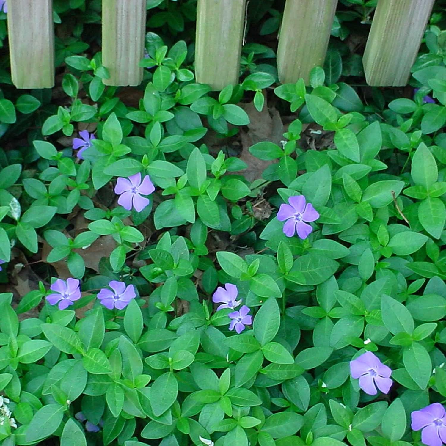 Vinca Seeds - Minor Ground Cover Larger Packet High Germination 300-2000 Onsaleseeds