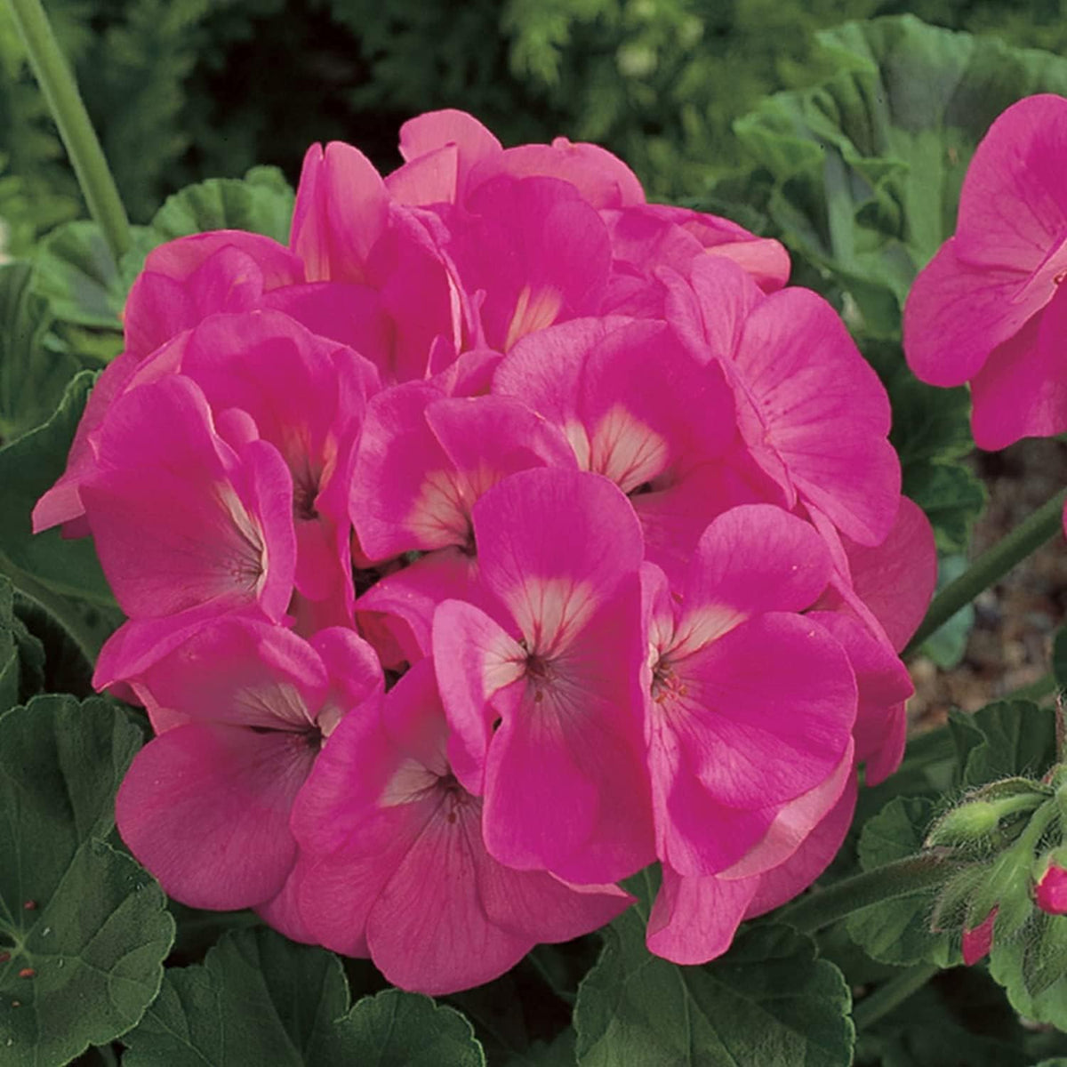 Geranium Flower Seeds Pink Blooms