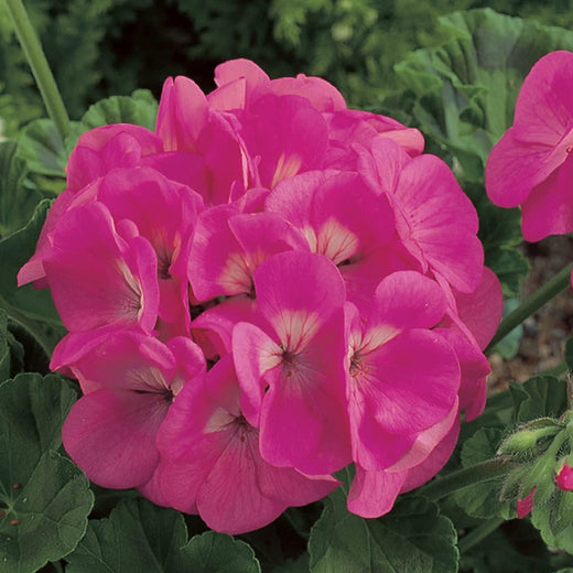 Geranium Flower Seeds Pink Blooms