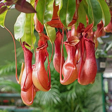 Pitcher Plant Seeds