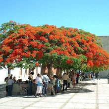 Royal Poinciana Seeds