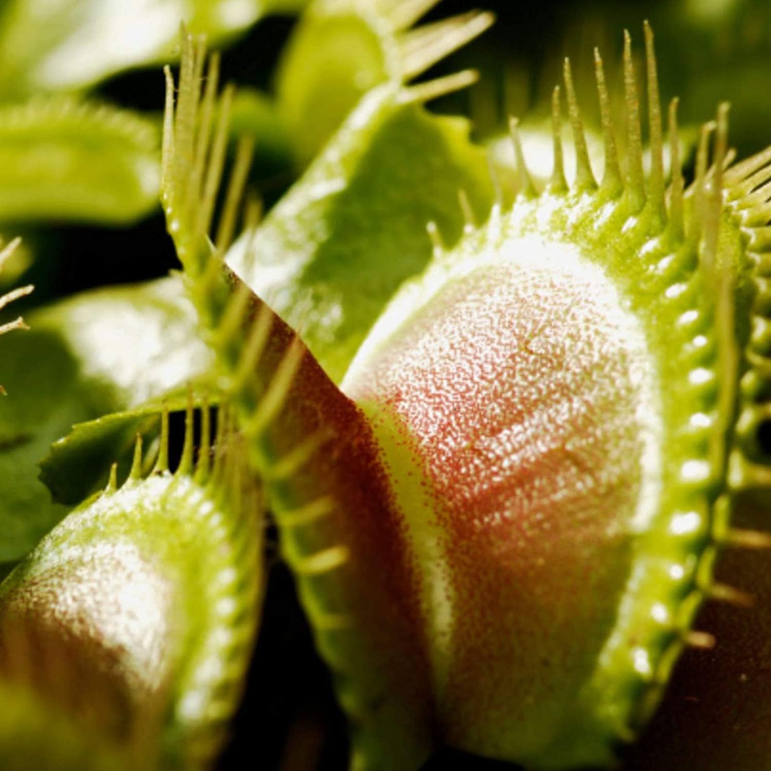 Venus Flytrap Seeds up to 50%