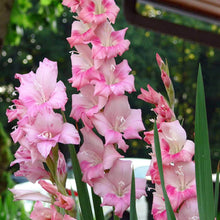 Mixed Snapdragon Flower Seeds