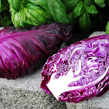 Red Kalibos Cabbage Seeds