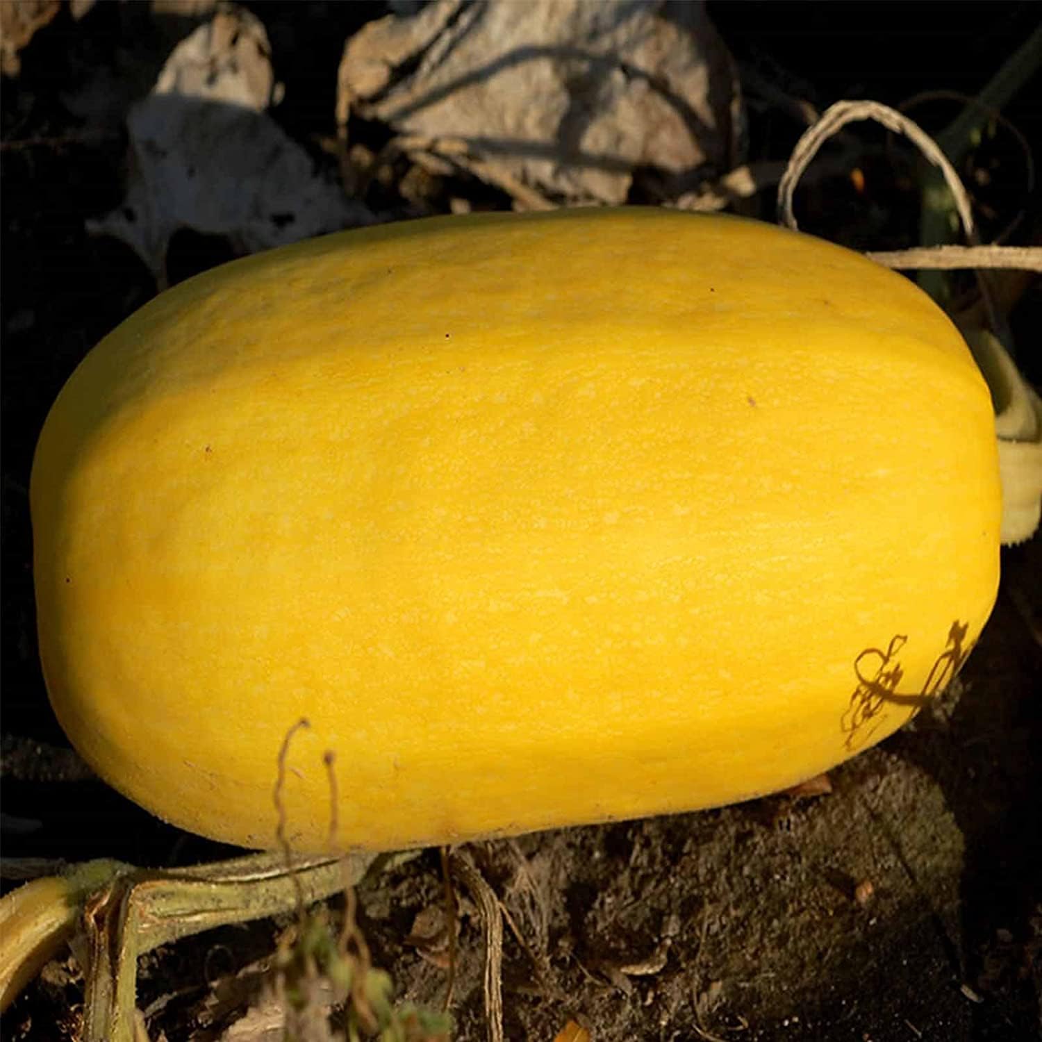 Organic Spaghetti Squash Seeds – Heirloom Winter Vegetable | up to 50%
