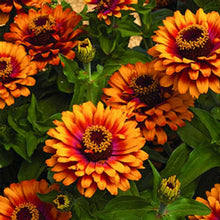 Yellow Zinnia Seeds