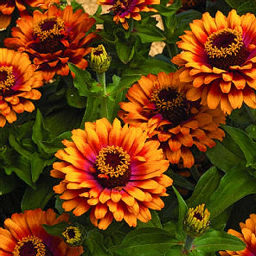 Yellow Zinnia Seeds