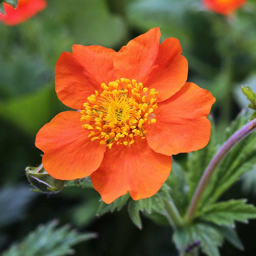 Geum Chiloense Flower Seeds