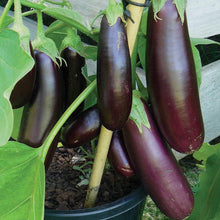 Long Purple Eggplant Seeds