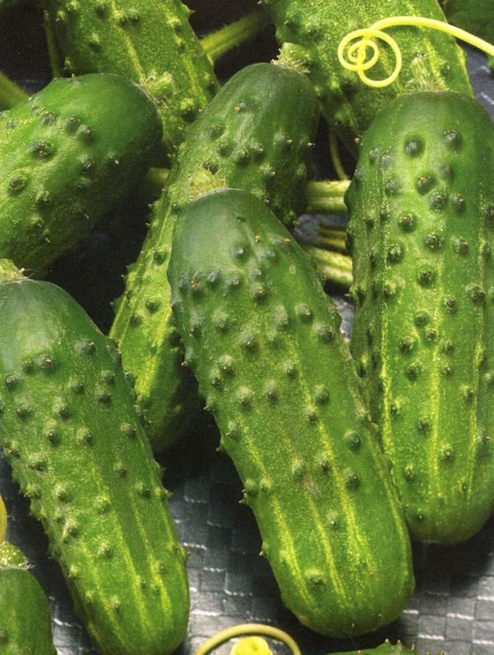 Titus Cucumber Seeds up to 50%