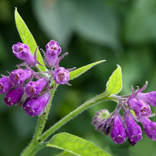 Comfrey Seeds