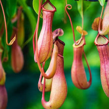 Pitcher Plant Seeds
