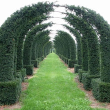 English Yew Seeds