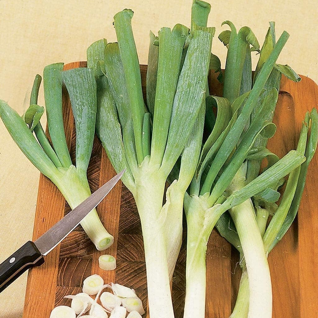 American Flag Leek Seeds  up to 50%