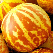Tigger Melon Seeds