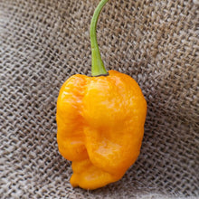 Trinidad Yellow Pepper Seeds